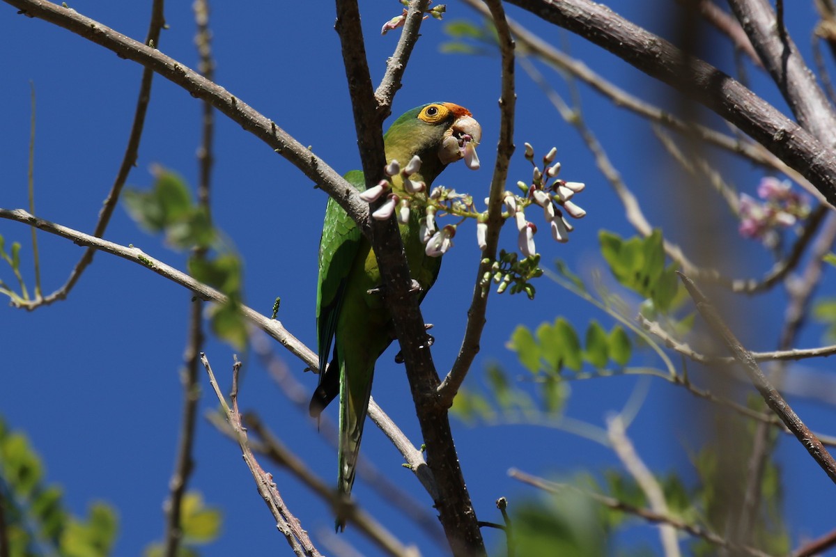 Aratinga Frentinaranja - ML616410017