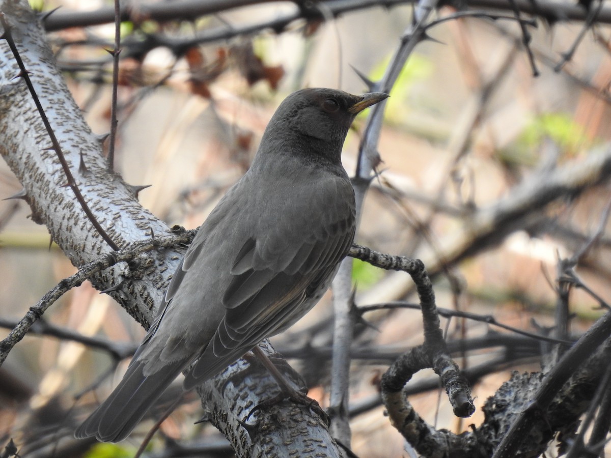 Black-throated Thrush - ML616410099