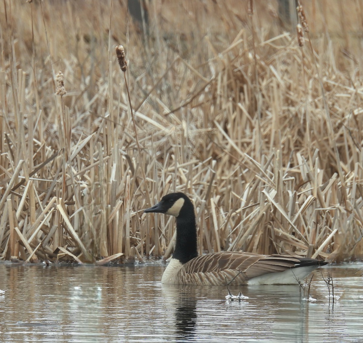 Canada Goose - ML616410137