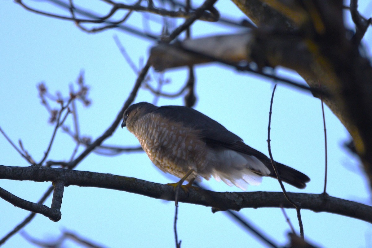 Sharp-shinned Hawk - ML616410141