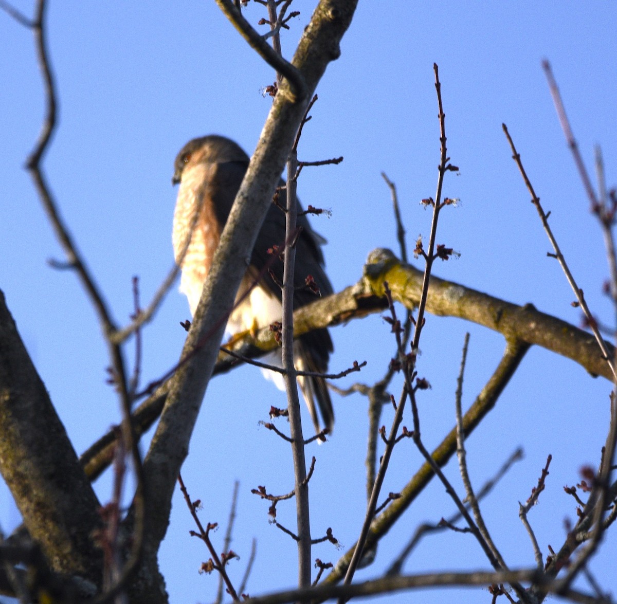 Sharp-shinned Hawk - ML616410142