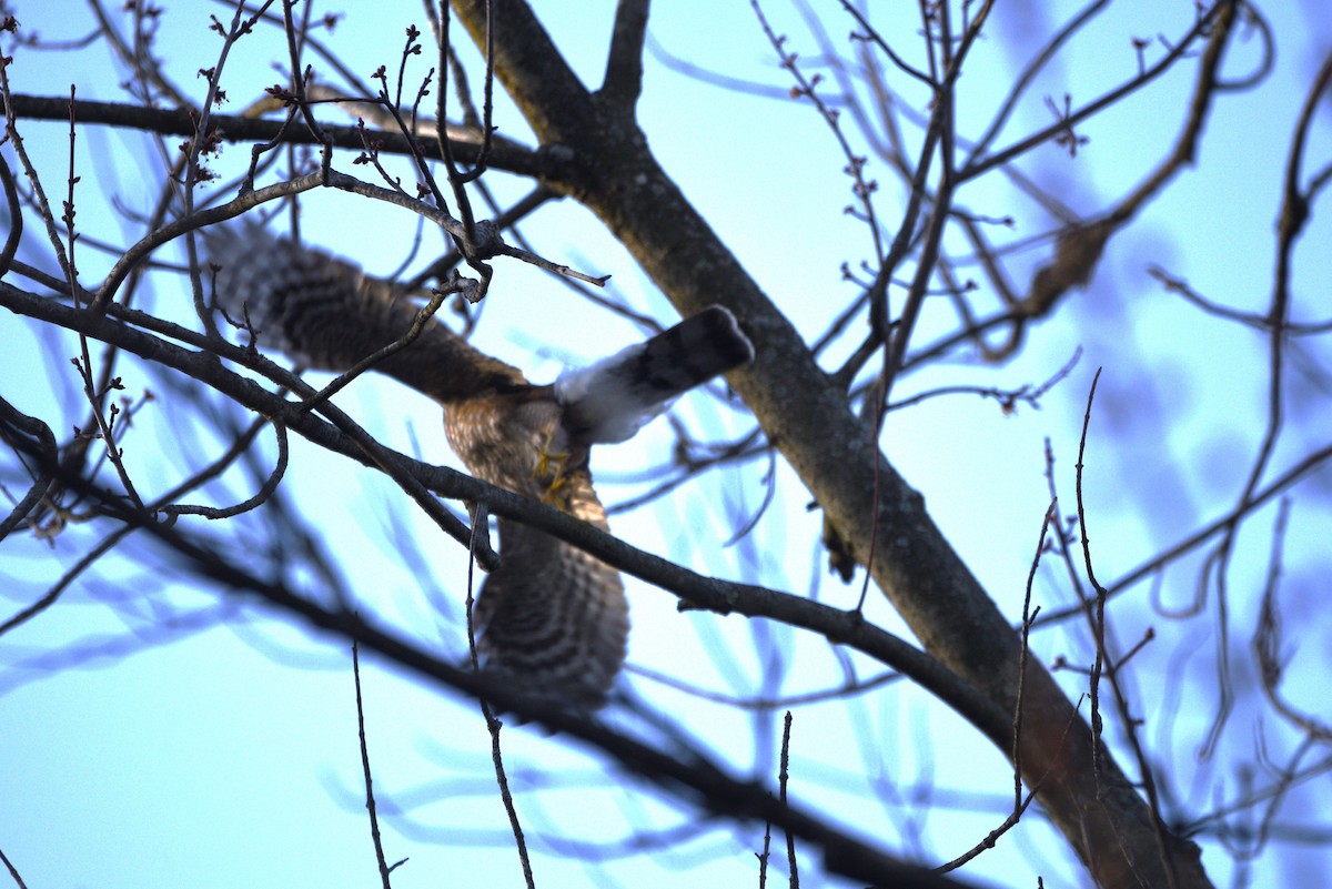 Sharp-shinned Hawk - ML616410143