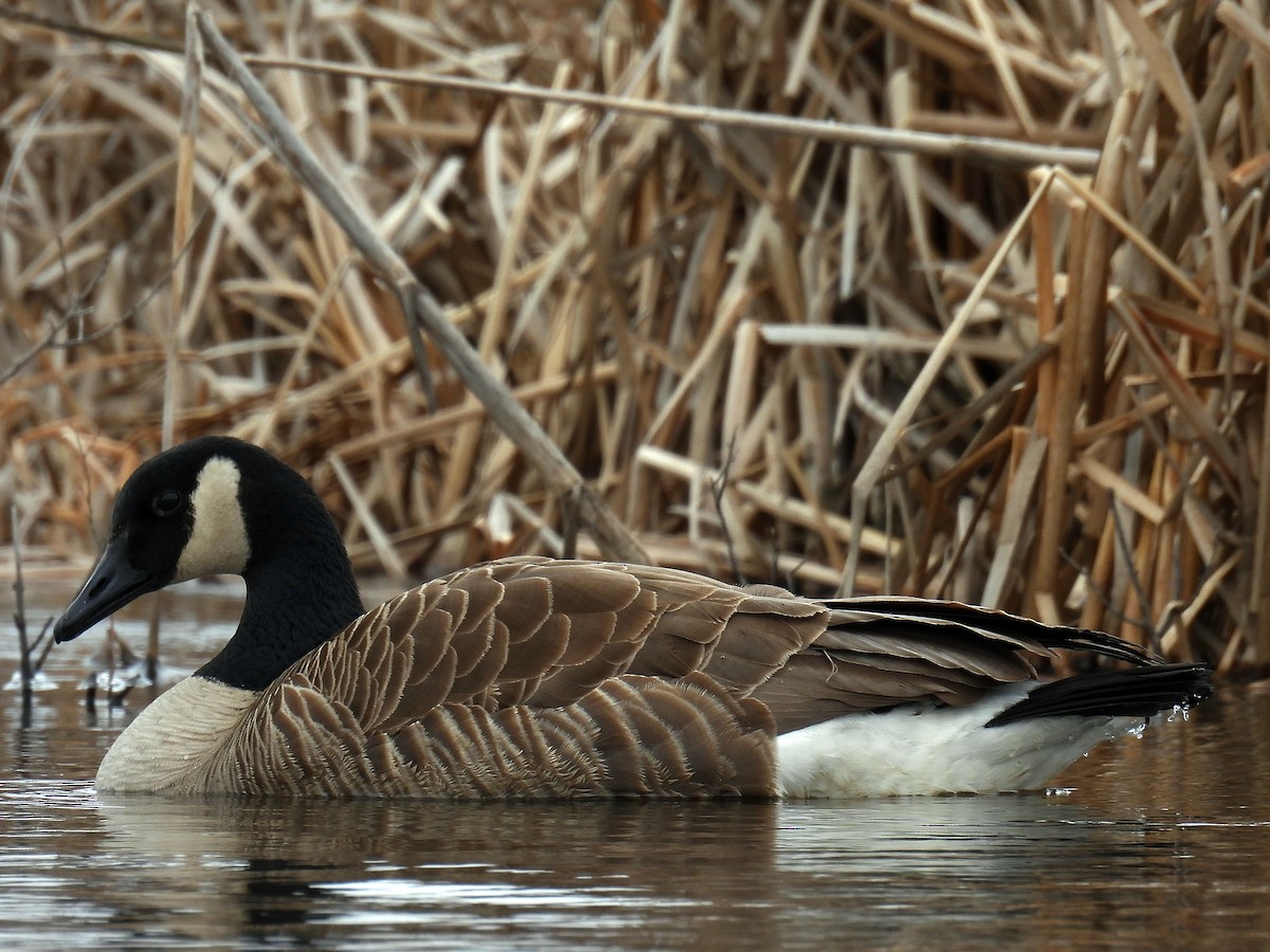 Canada Goose - ML616410155