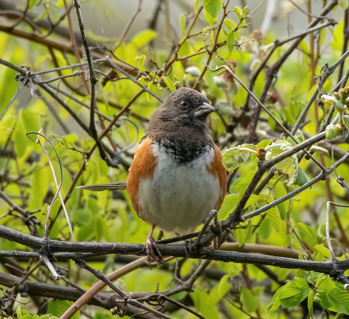 Spotted Towhee - ML616410215