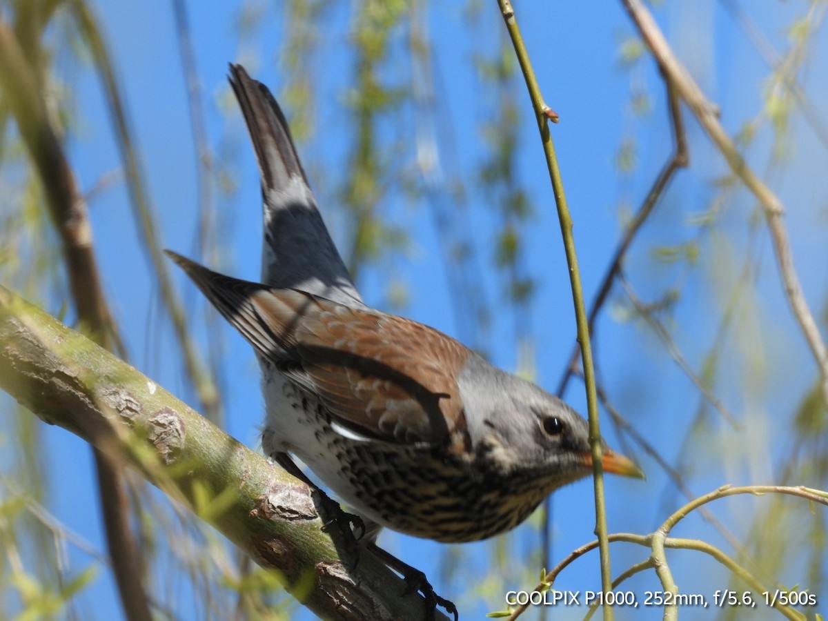 Fieldfare - ML616410221