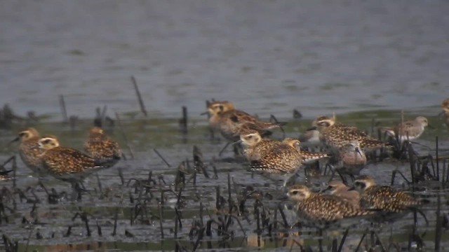 Chorlito Dorado Siberiano - ML616410235