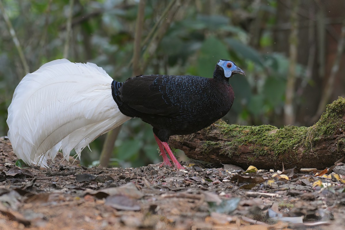 Bulwer's Pheasant - Lau Jia Sheng