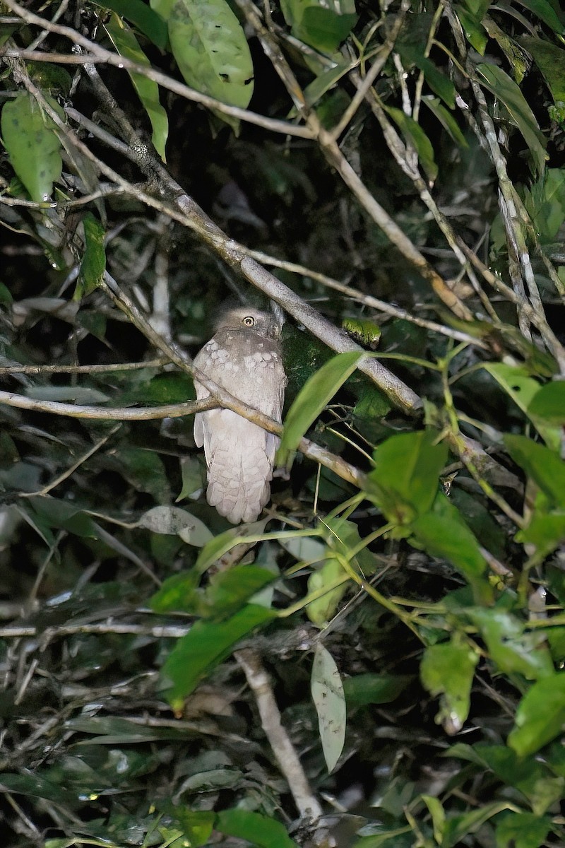 Bornean Frogmouth - Lau Jia Sheng