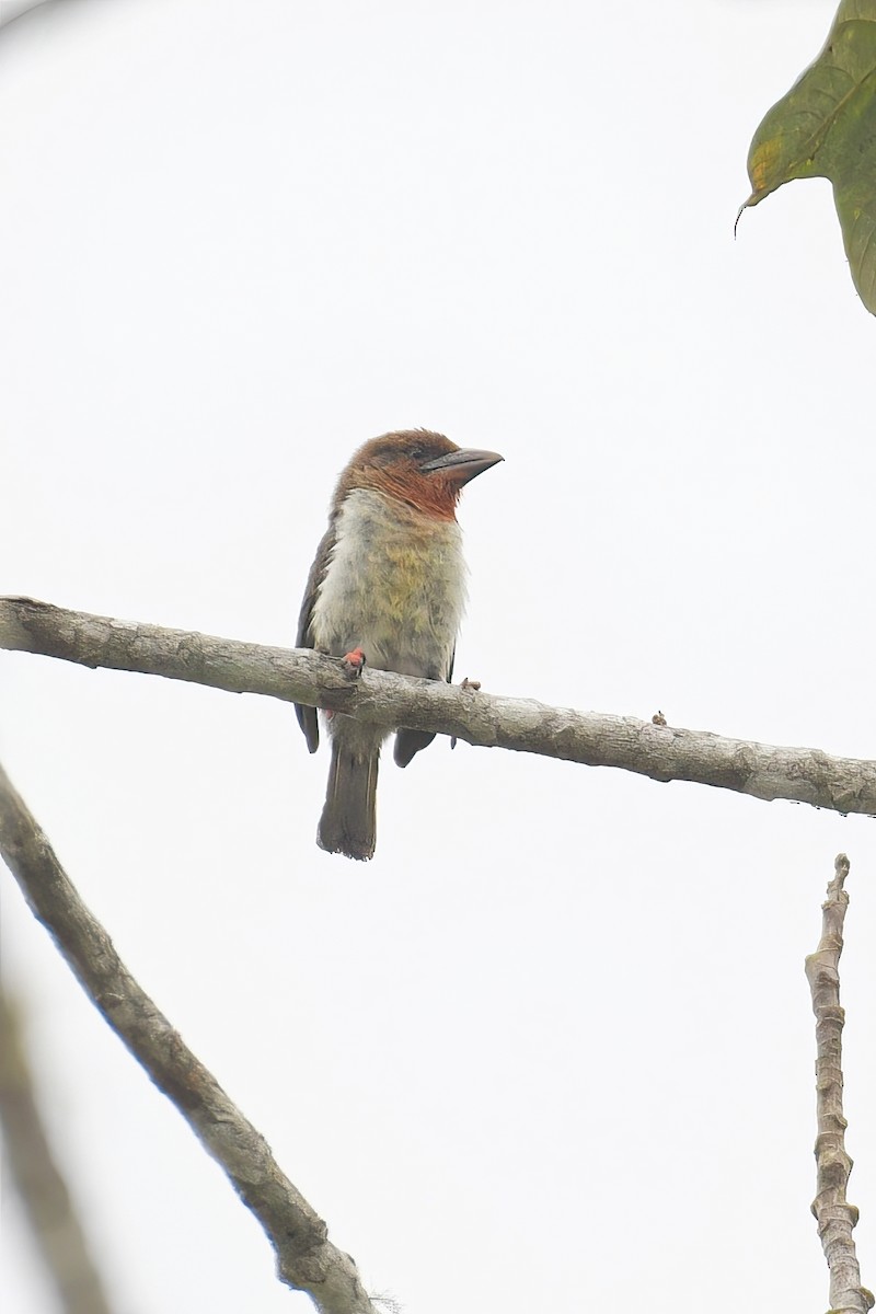 Brown Barbet - ML616410287