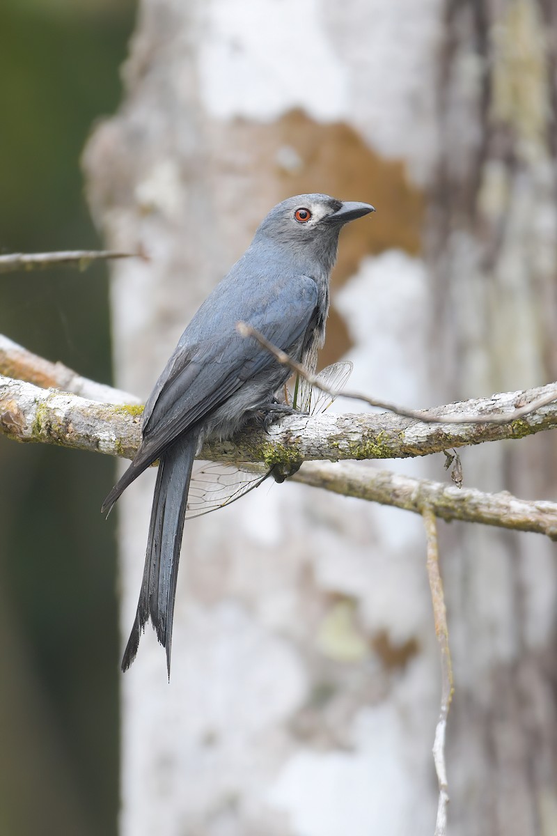 Ashy Drongo (Bornean) - Lau Jia Sheng