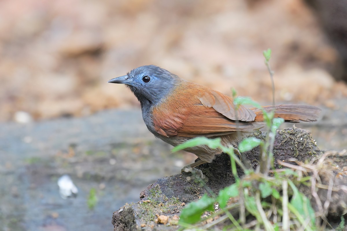 Gray-hooded Babbler - Lau Jia Sheng