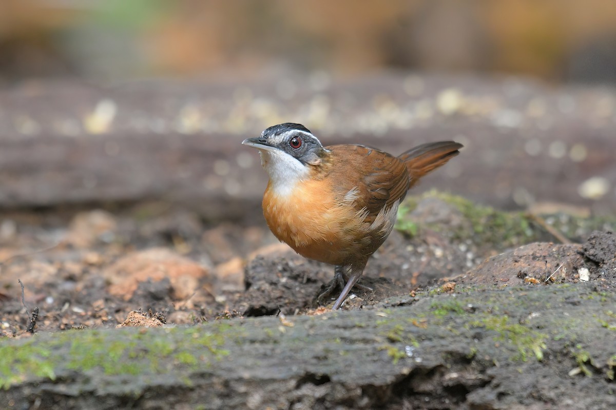 Bornean Black-capped Babbler - Lau Jia Sheng