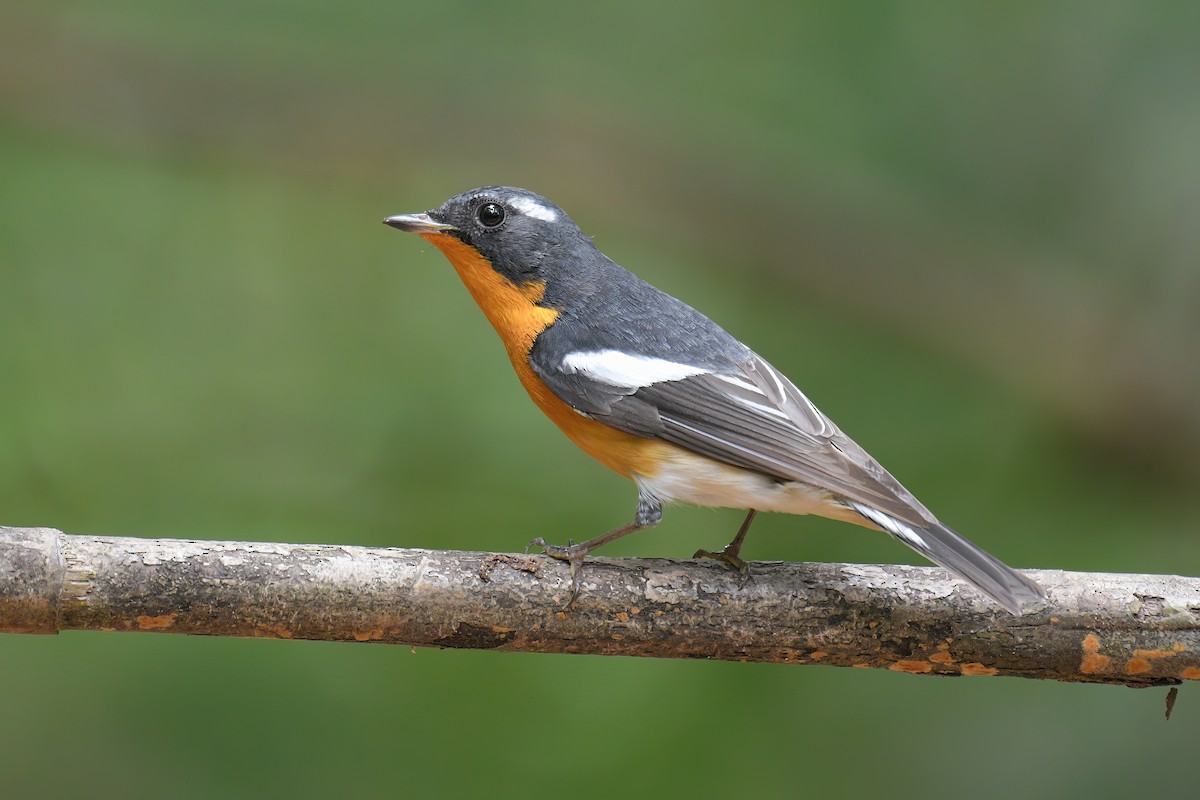 Mugimaki Flycatcher - Lau Jia Sheng