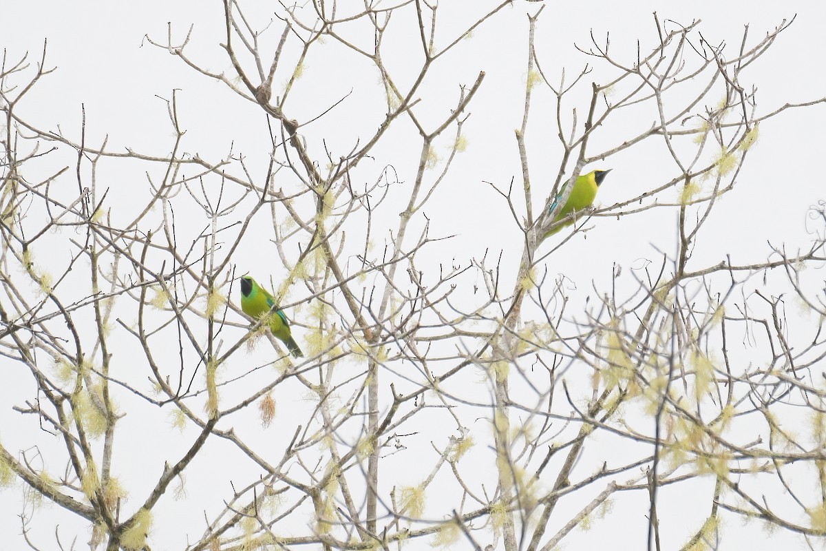 Bornean Leafbird - Lau Jia Sheng
