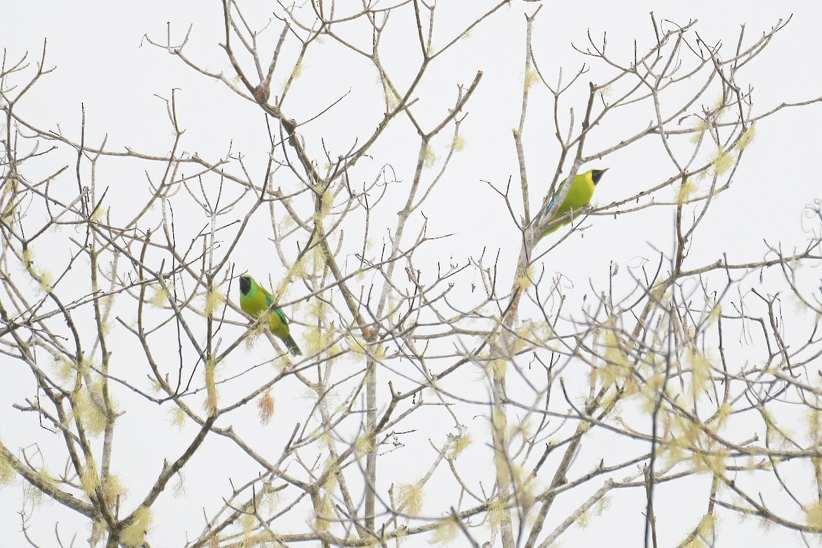 Bornean Leafbird - ML616410359