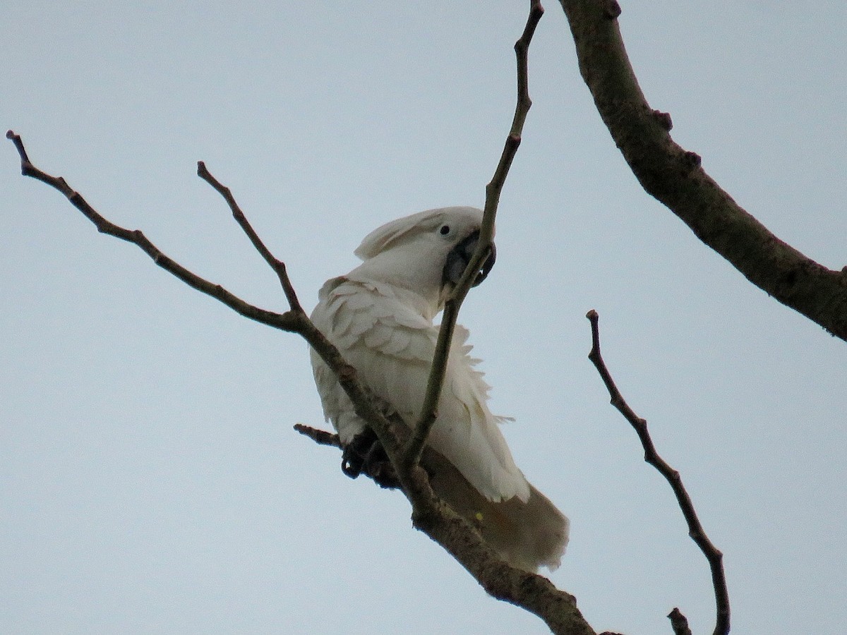 corella/white cockatoo sp. - Breyden Beeke