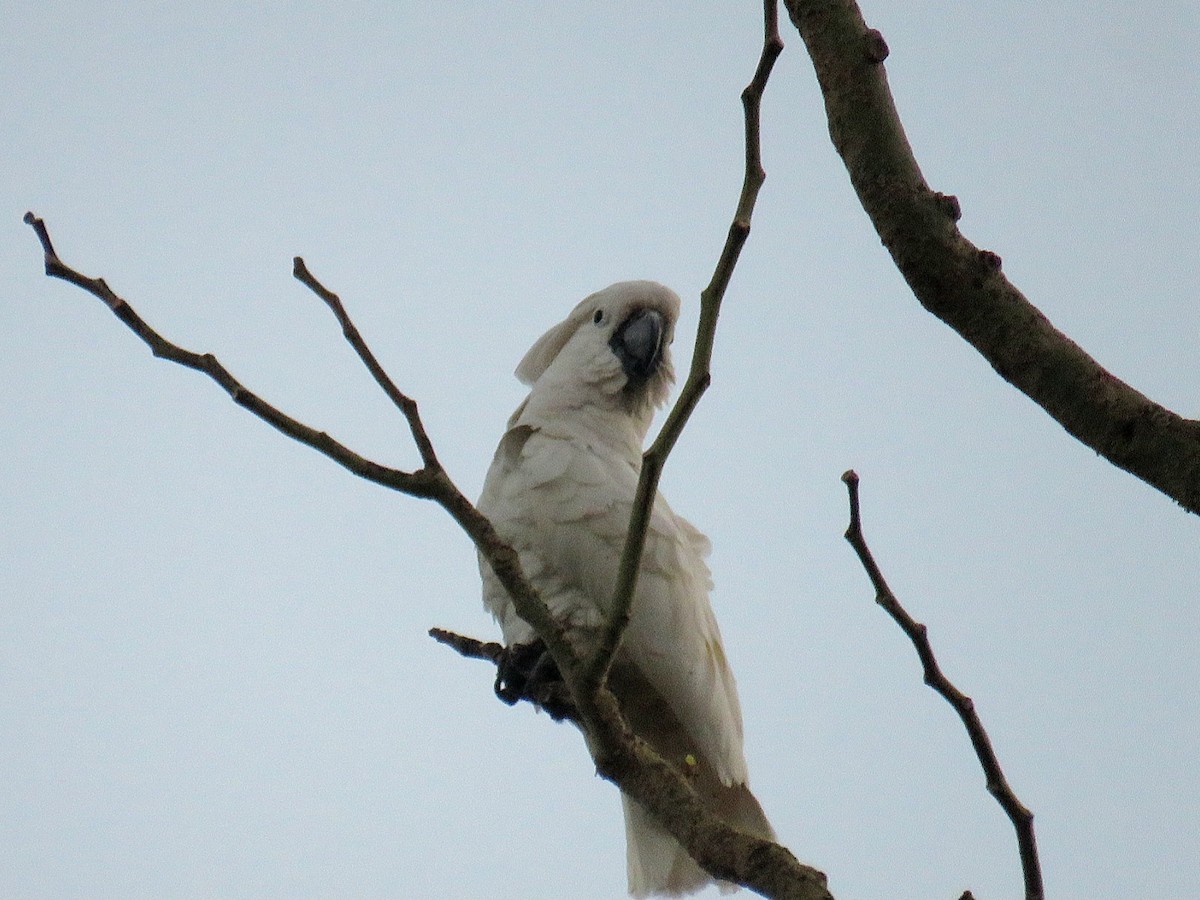 corella/white cockatoo sp. - Breyden Beeke