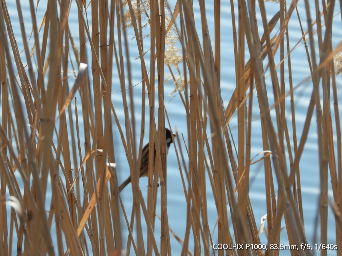 Reed Bunting - ML616410419