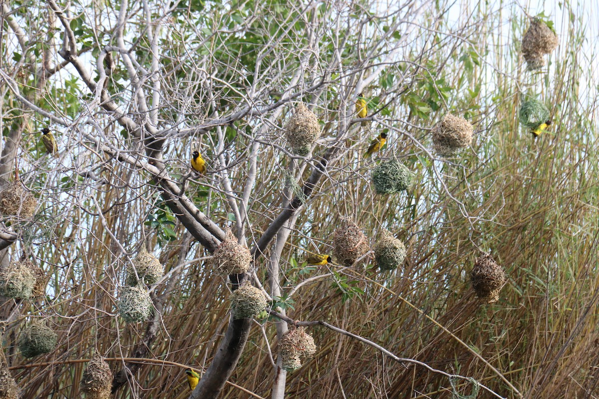 Southern Masked-Weaver - Rene Ritsema