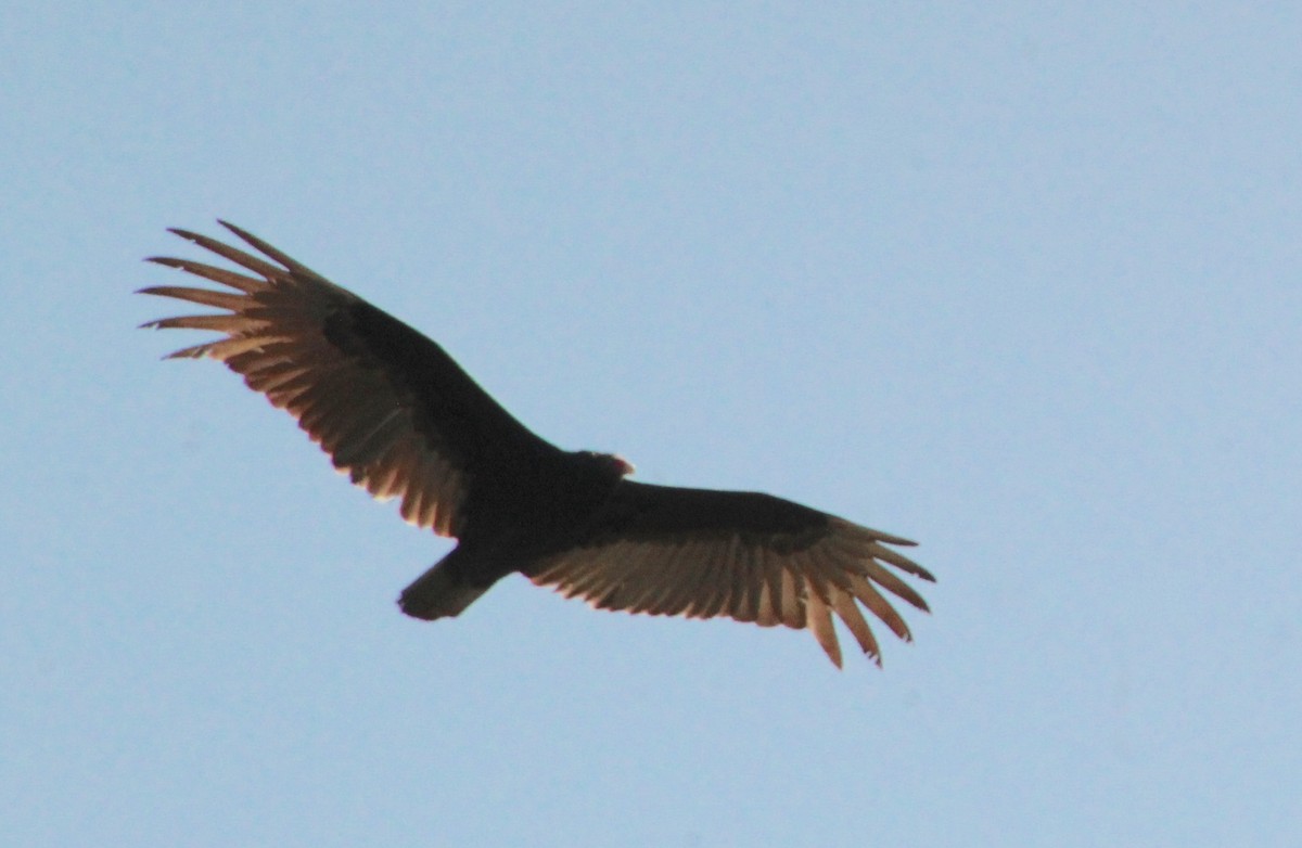 Turkey Vulture - ML616410488