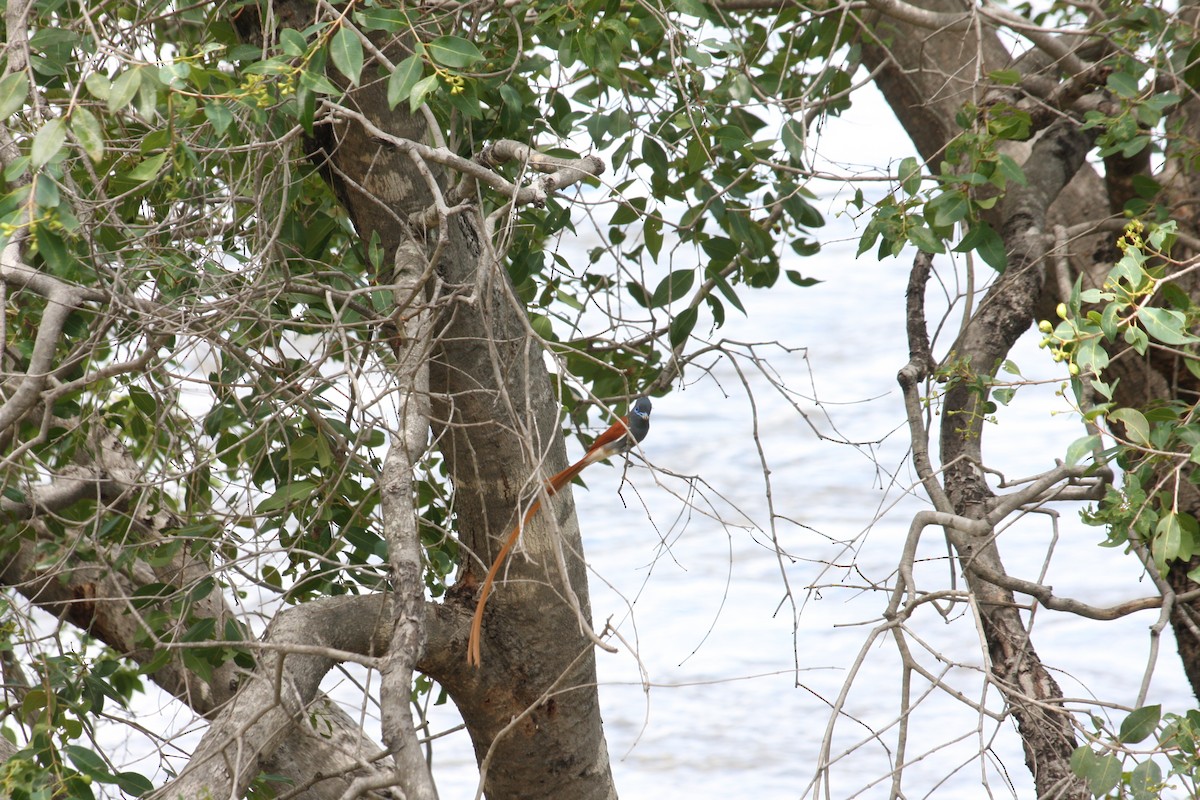 African Paradise-Flycatcher - ML616410499