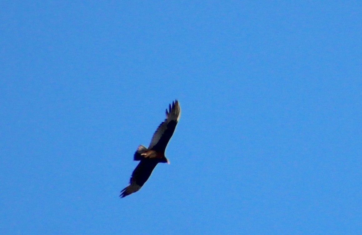 Turkey Vulture - ML616410502