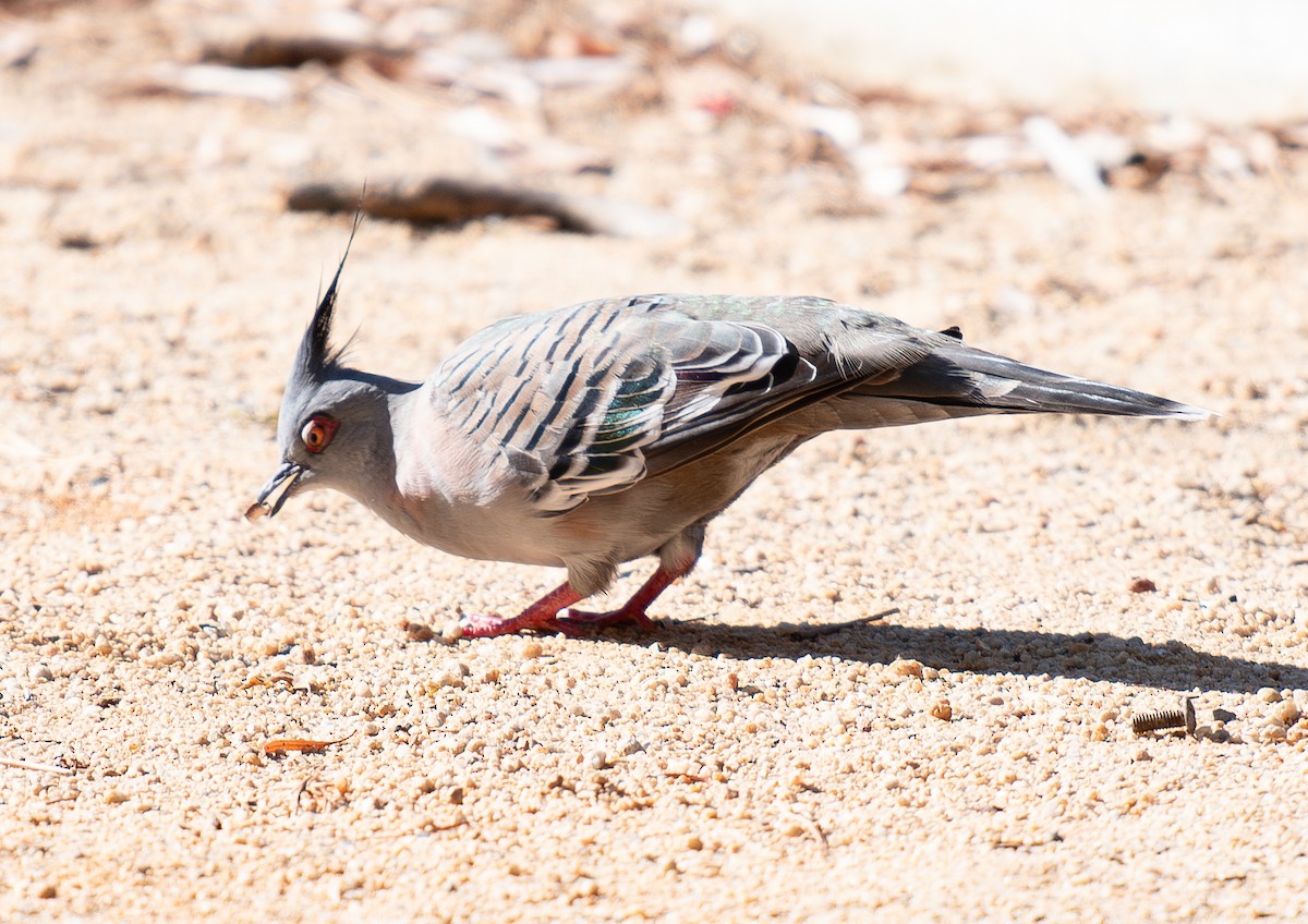 Crested Pigeon - ML616410508