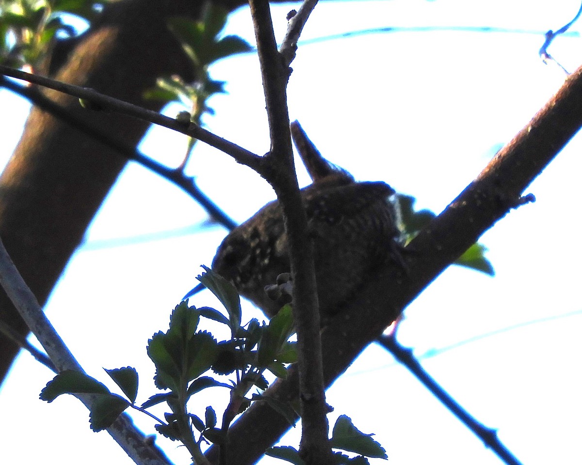 Winter Wren - ML616410515