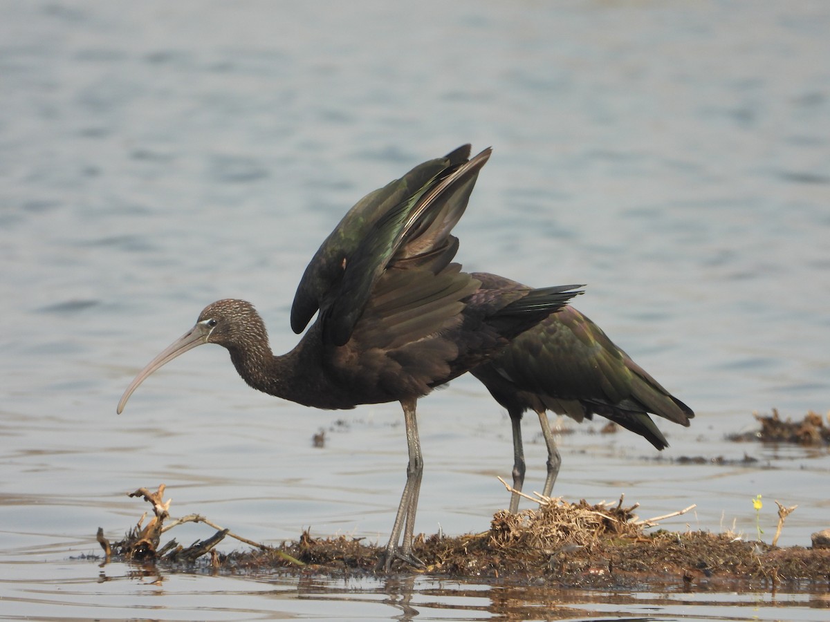 Glossy Ibis - ML616410539