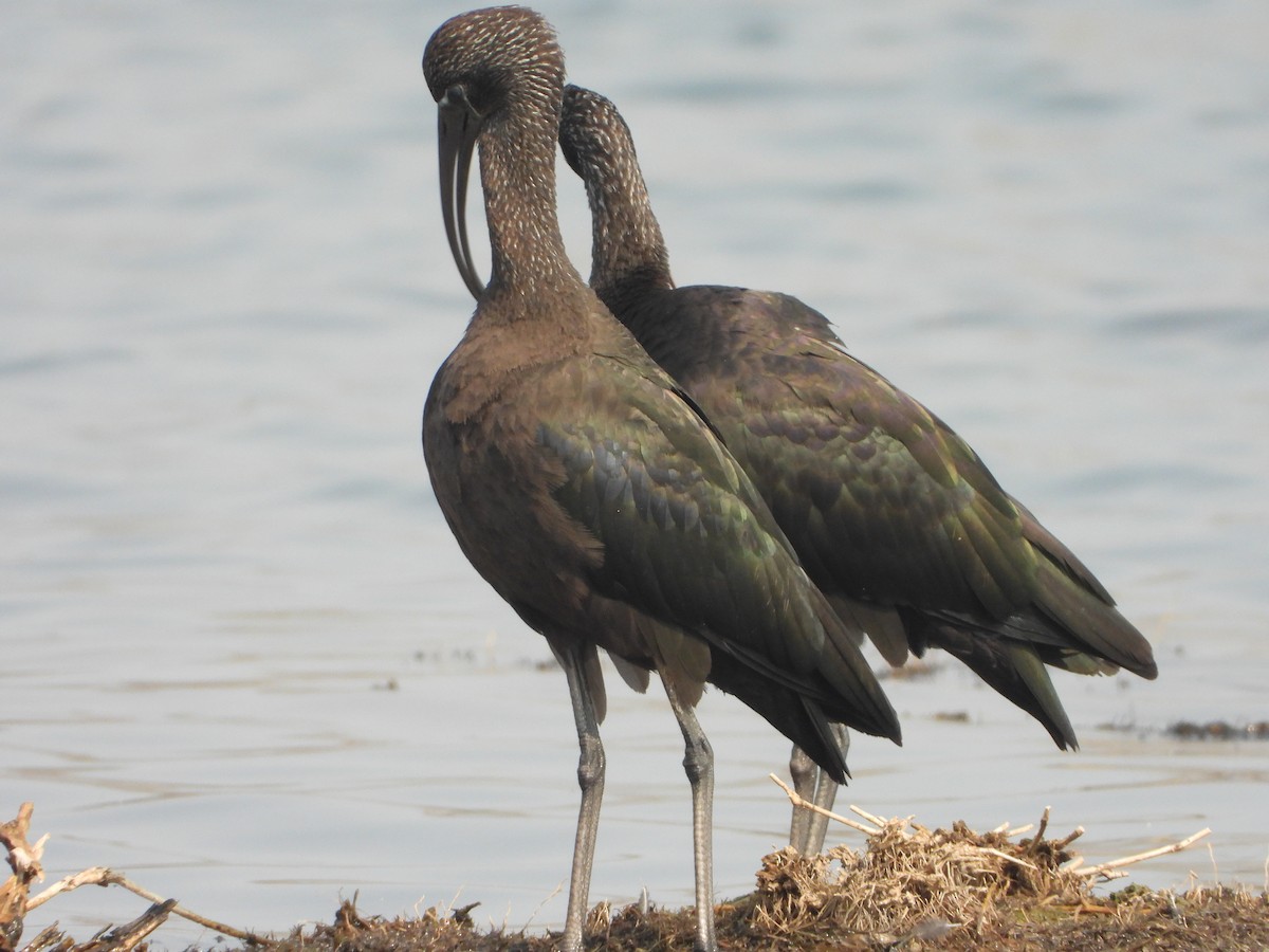 Glossy Ibis - ML616410541