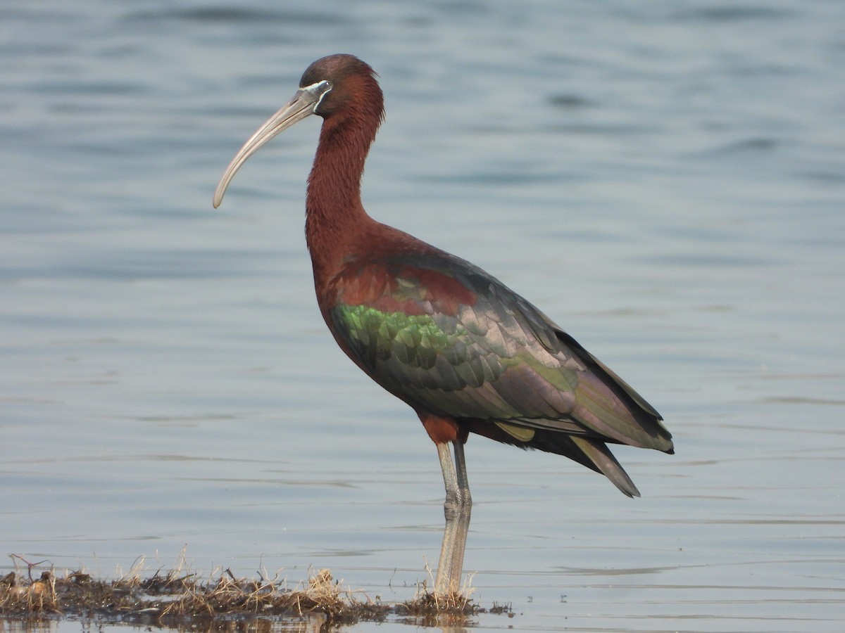 Glossy Ibis - dhanapal kondasamy