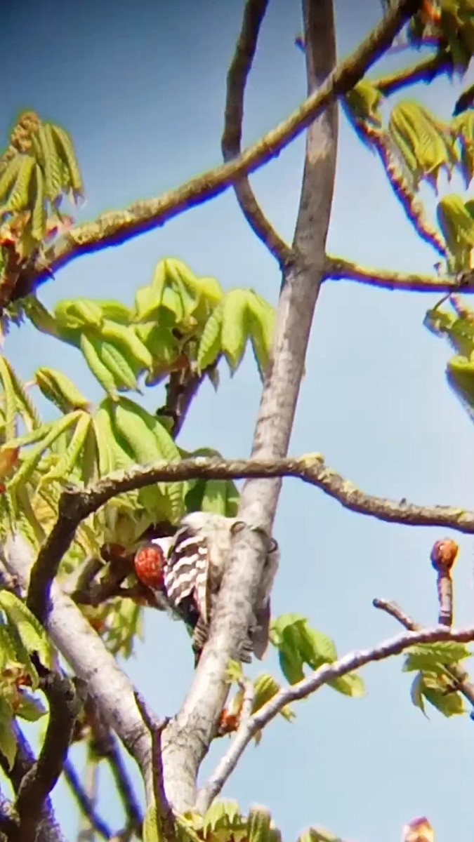 Lesser Spotted Woodpecker - Laurent Pascual-Le Tallec