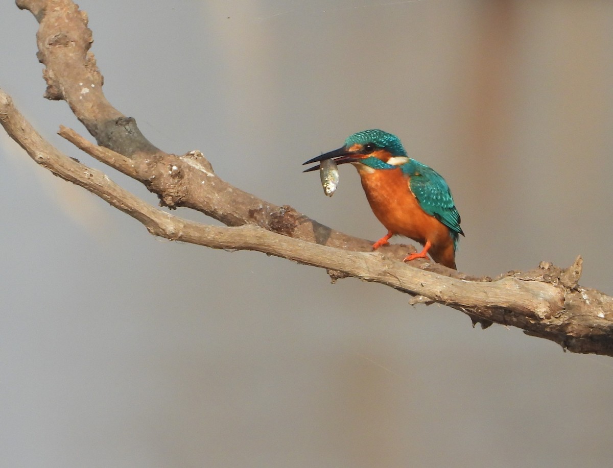 Common Kingfisher - dhanapal kondasamy