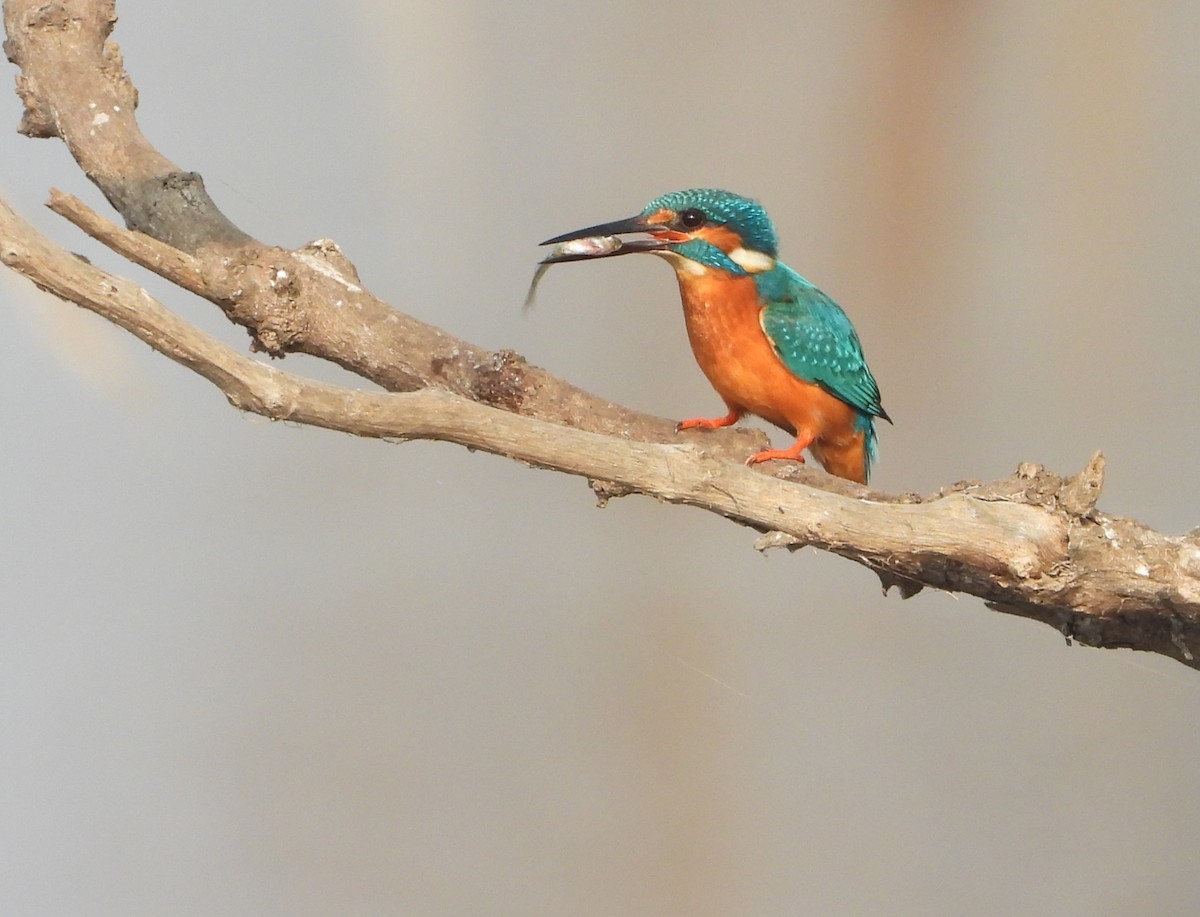 Common Kingfisher - dhanapal kondasamy