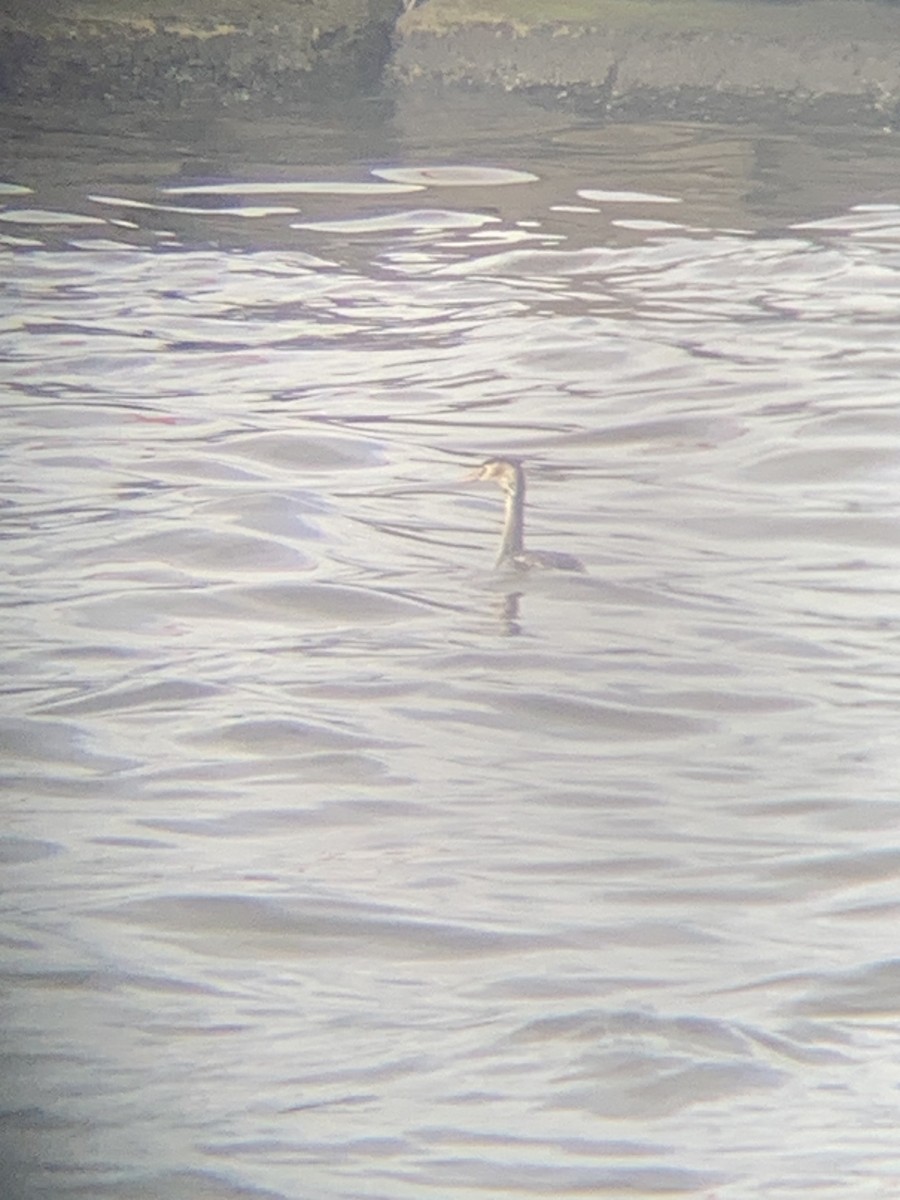 Great Crested Grebe - ML616410560