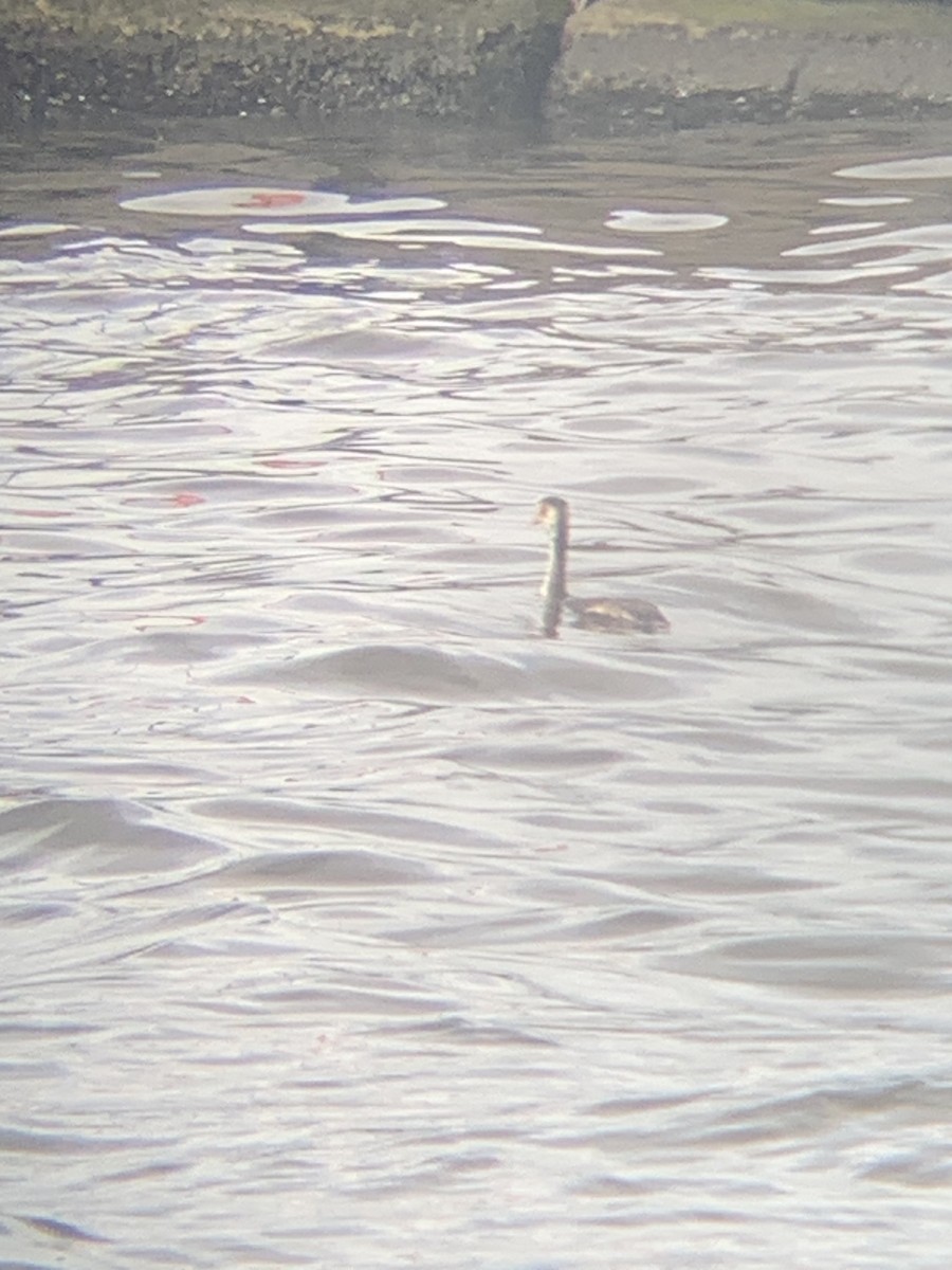 Great Crested Grebe - Chris Hamilton