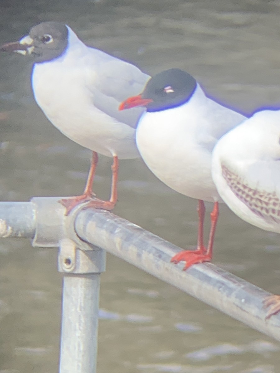 Mediterranean Gull - Chris Hamilton