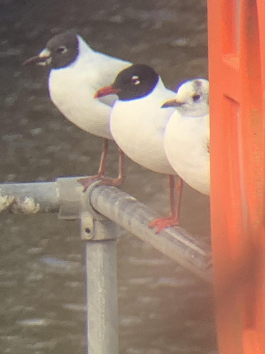 Mediterranean Gull - Chris Hamilton