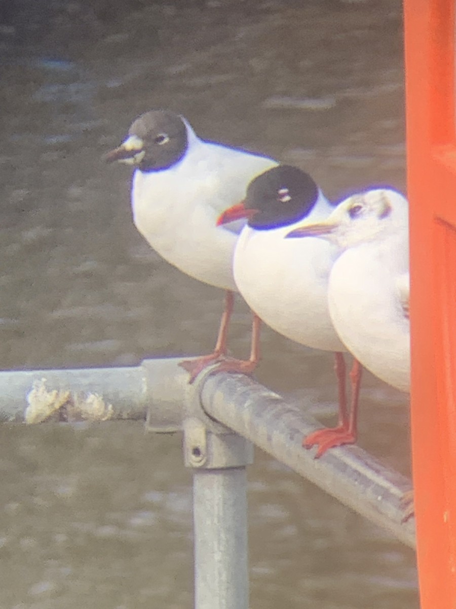 Mediterranean Gull - Chris Hamilton