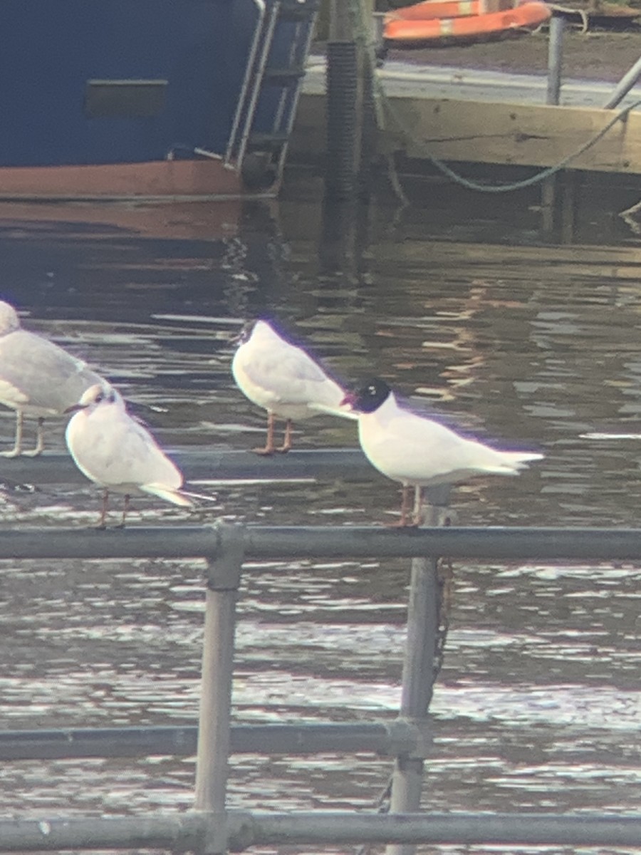 Mouette mélanocéphale - ML616410580