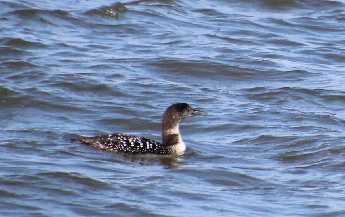 Common Loon - Carole Swann