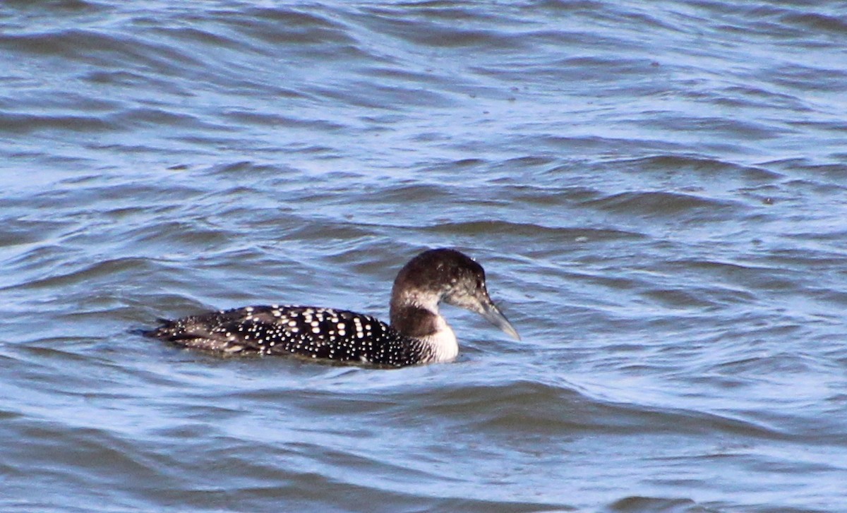 Common Loon - Carole Swann