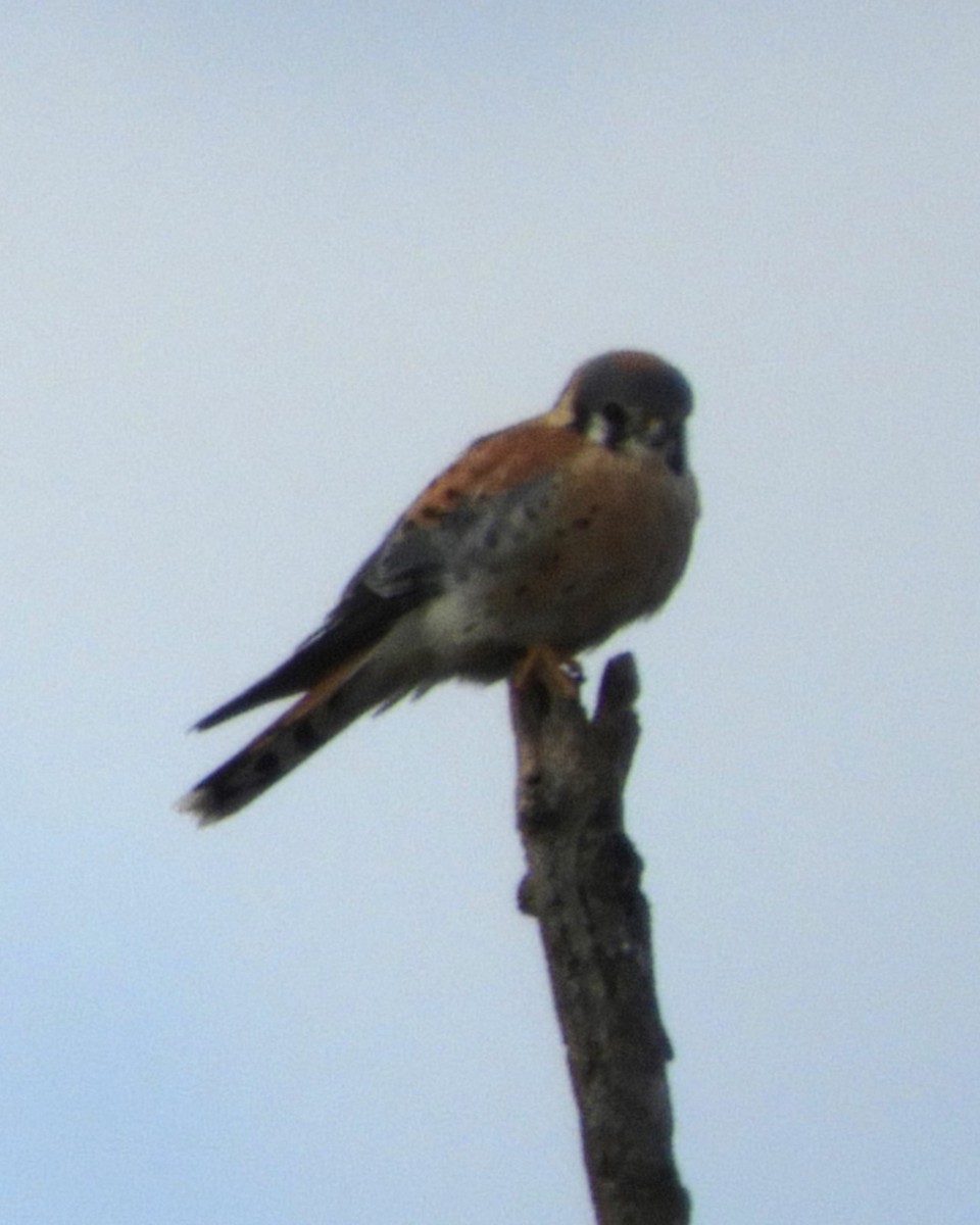 American Kestrel - ML616410637