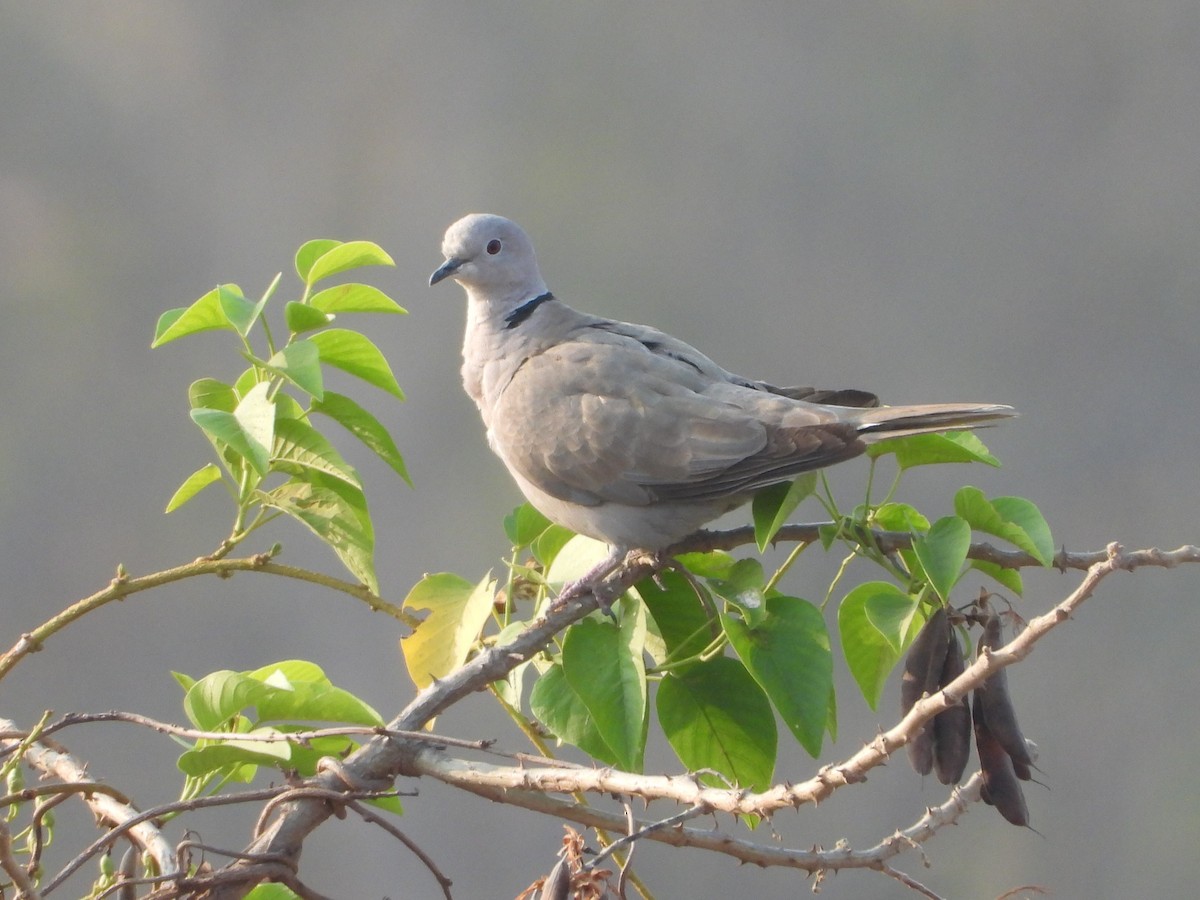 Eurasian Collared-Dove - ML616410638