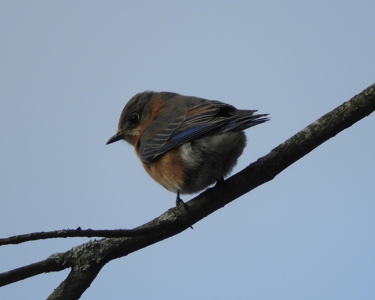 Eastern Bluebird - ML616410648