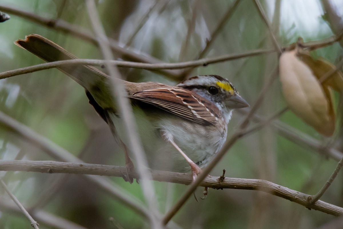 White-throated Sparrow - ML616410654