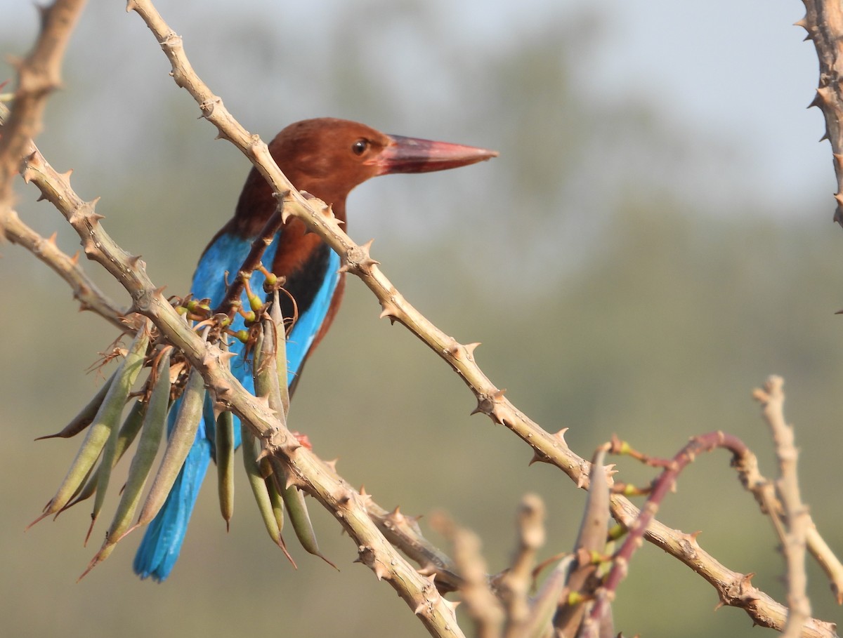 White-throated Kingfisher - dhanapal kondasamy