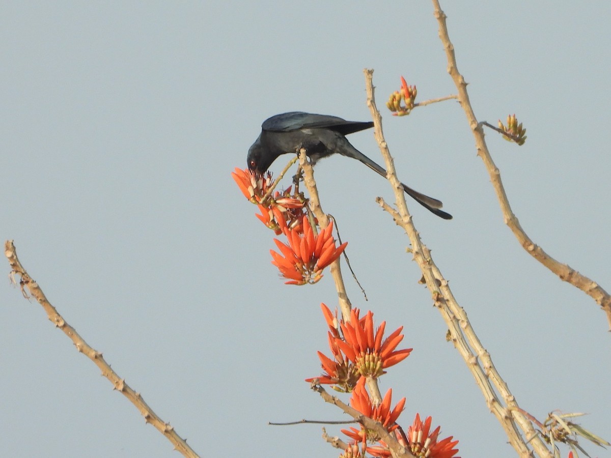 Kül Rengi Drongo - ML616410666