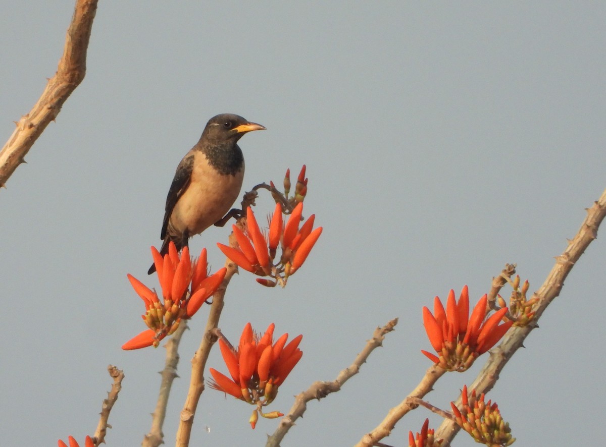 Rosy Starling - ML616410684