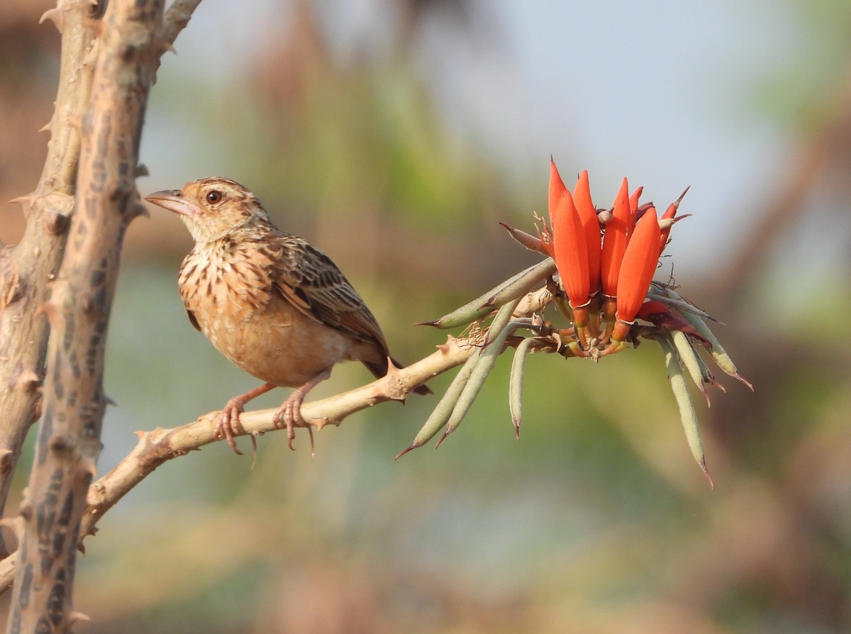 Jerdon's Bushlark - dhanapal kondasamy